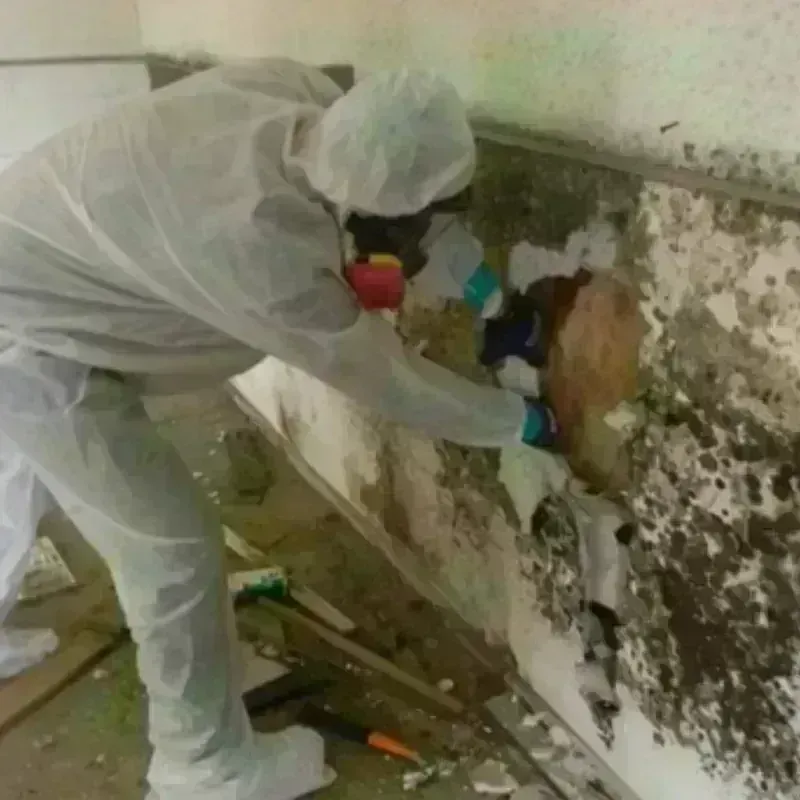 Mold Remediation and Removal in Greenacres City, FL